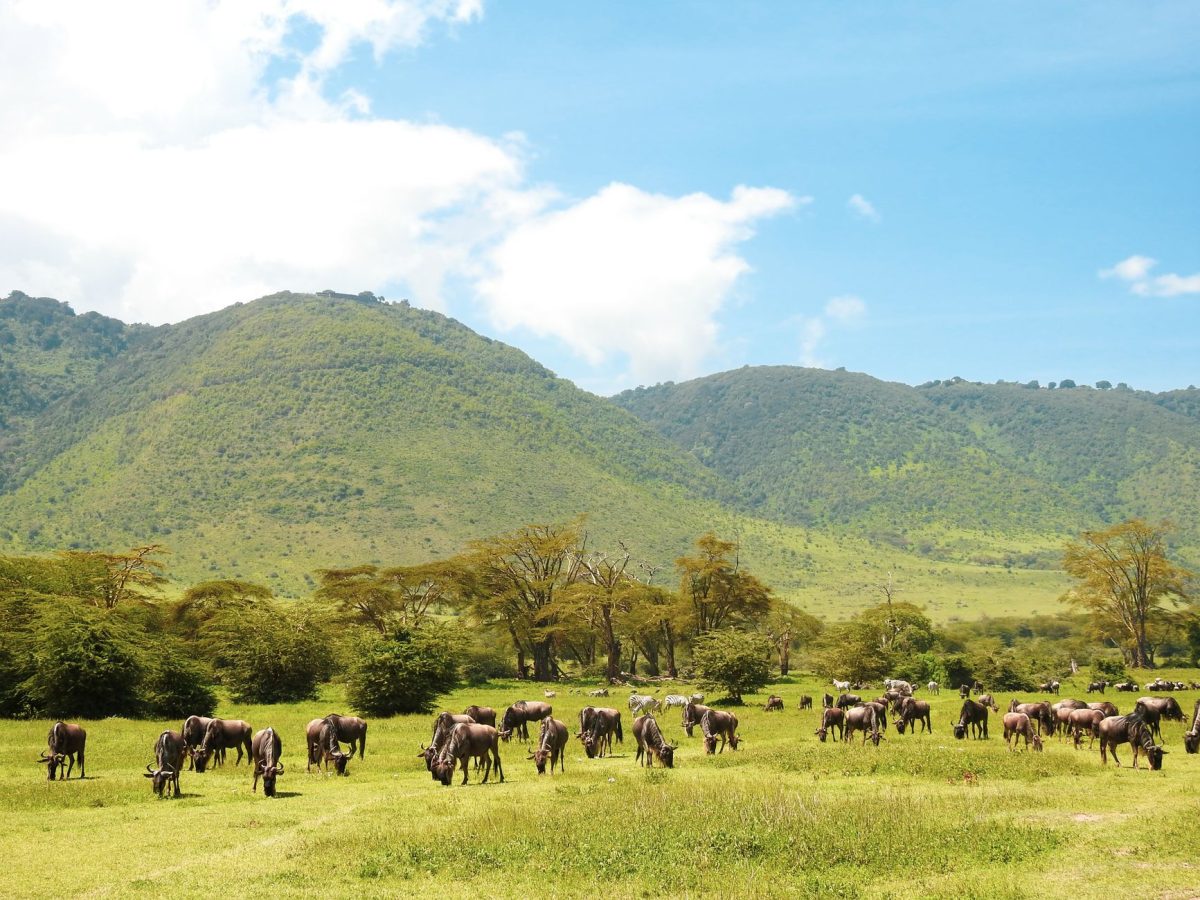 Voyage en Tanzanie : pourquoi l&rsquo;assurance obligatoire va alourdir votre budget dès octobre 2026