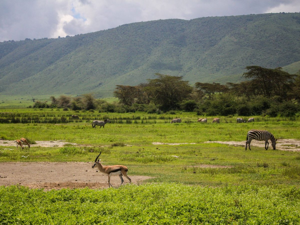 Quelles sont les nouvelles liaisons aériennes vers la Tanzanie ?