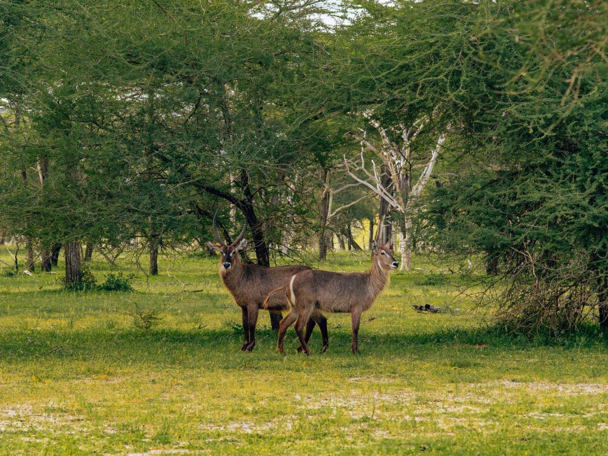 Découvrez les animaux emblématiques de Tanzanie : un safari inoubliable