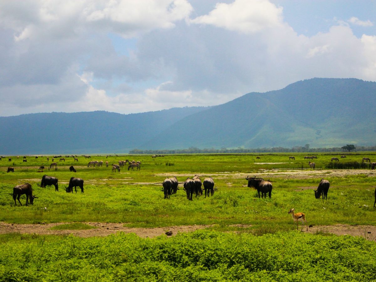Pourquoi le Ngorongoro Explorer Lodge est-il le choix idéal pour votre séjour en Tanzanie ?
