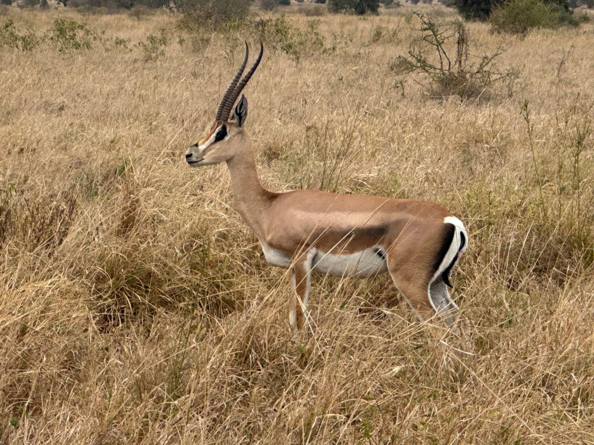 Visitez le parc national du Serengeti : un safari inoubliable en Tanzanie