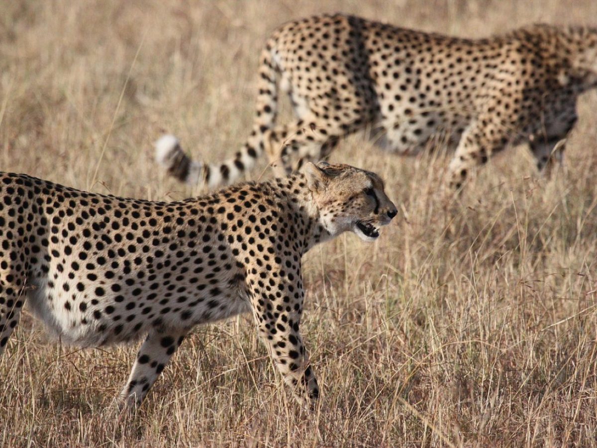 Serengeti ou Ngorongoro : où voir lions, léopards, guépards