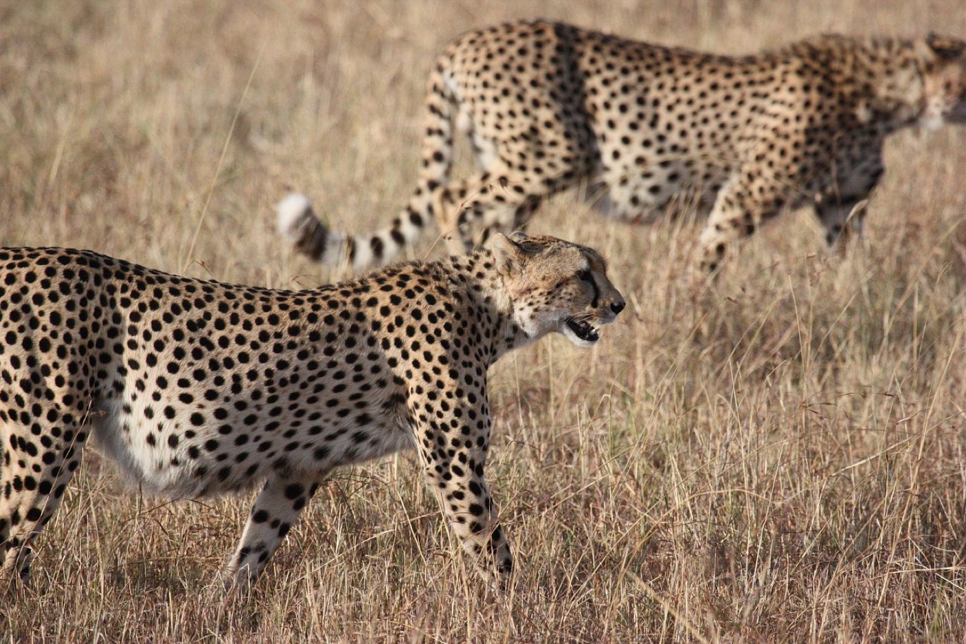 Serengeti ou Ngorongoro : où voir lions, léopards, guépards