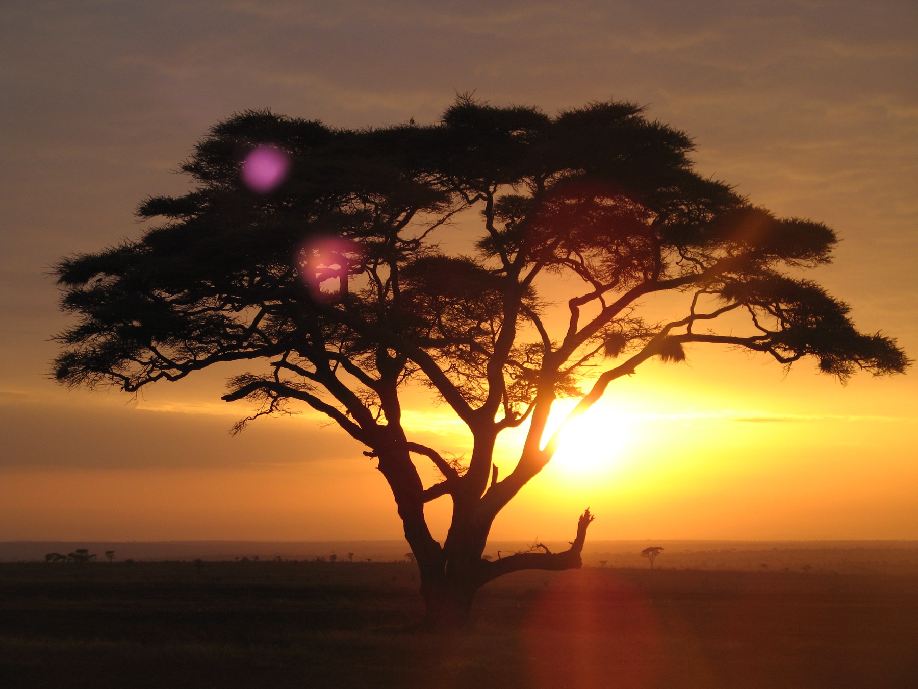 acacia solitaire au lever du soleil dans la savane du Serengeti, Tanzanie, pendant un safari