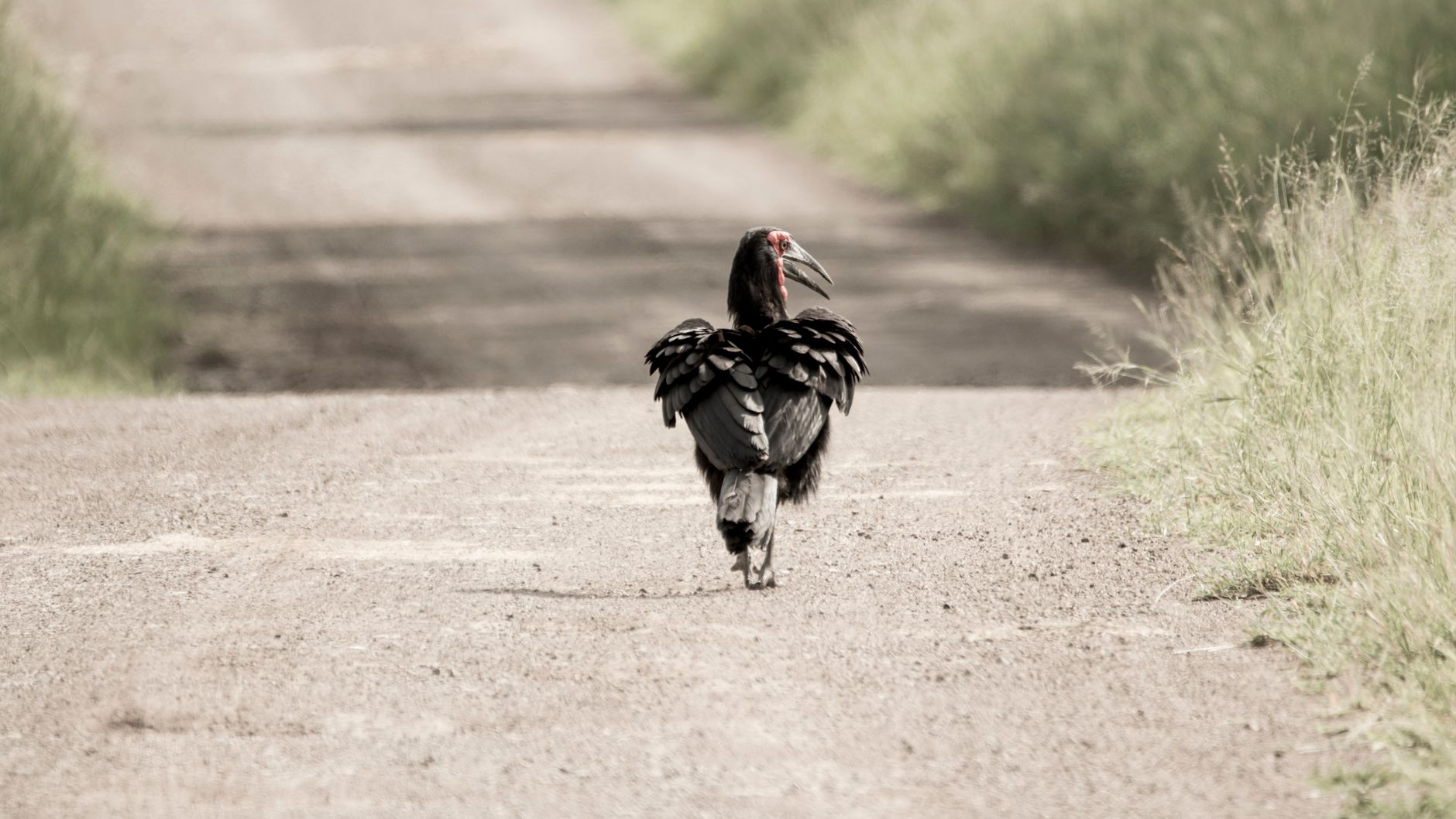 Où observer les oiseaux en Tanzanie: sites clés
