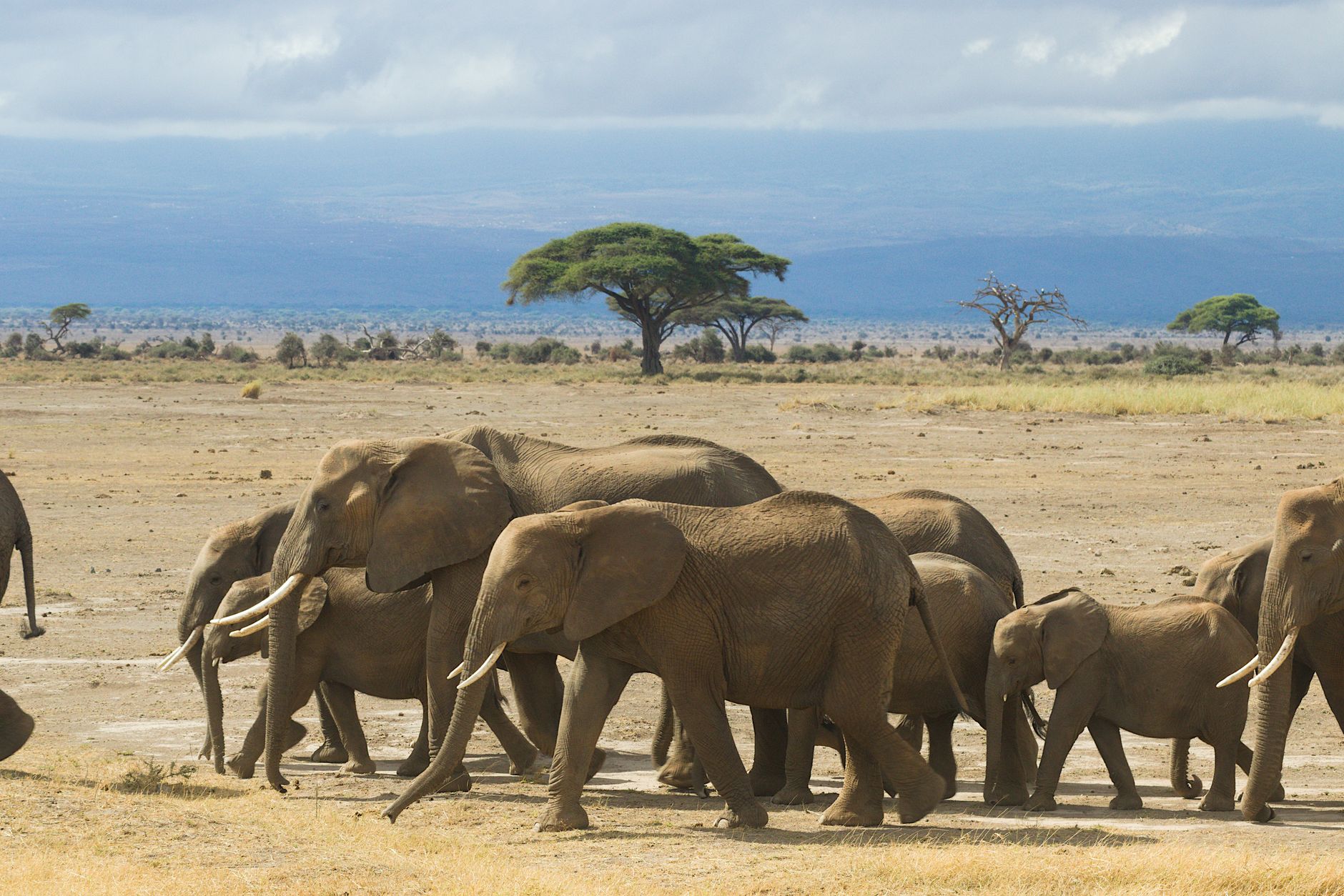 Tanzanie: observation de la faune et parcs principaux