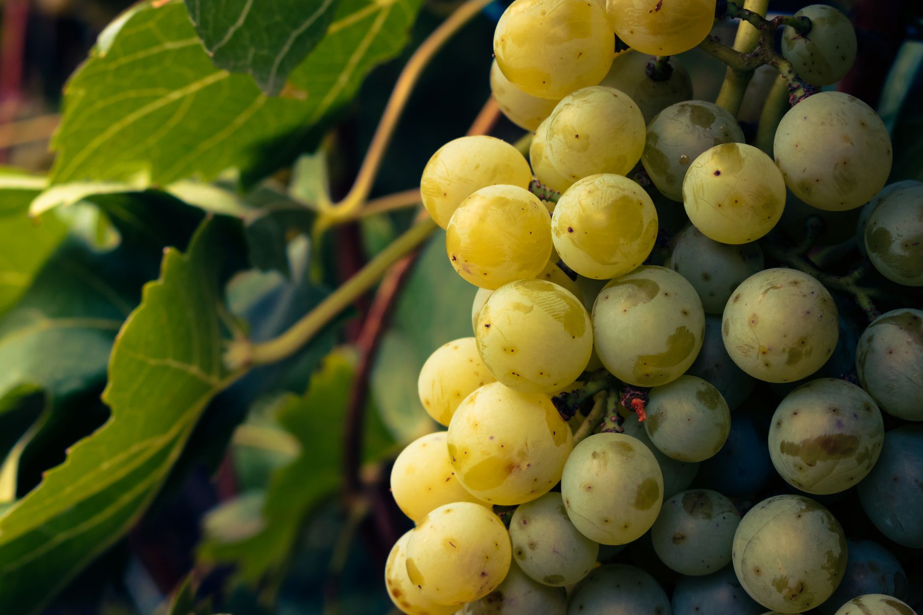 Vin et gastronomie en Tanzanie : un mariage savoureux à découvrir