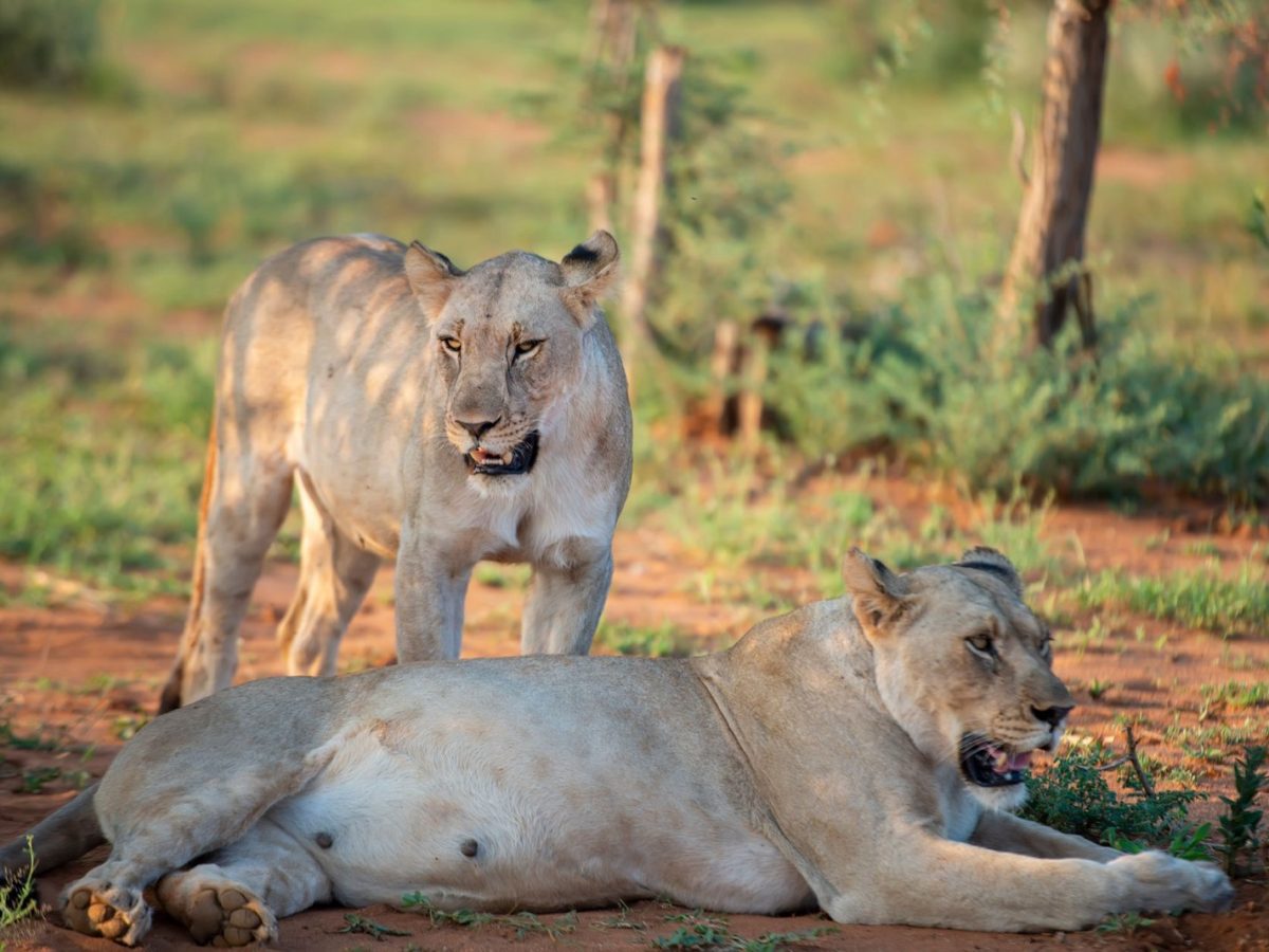 Observer la faune sauvage en Tanzanie : où et à quelle heure regarder