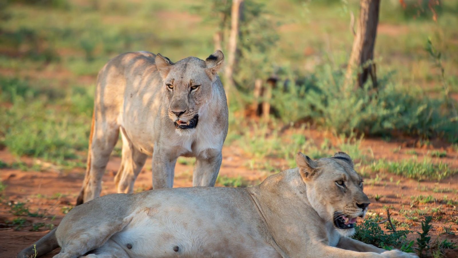 Observer la faune sauvage en Tanzanie : où et à quelle heure regarder