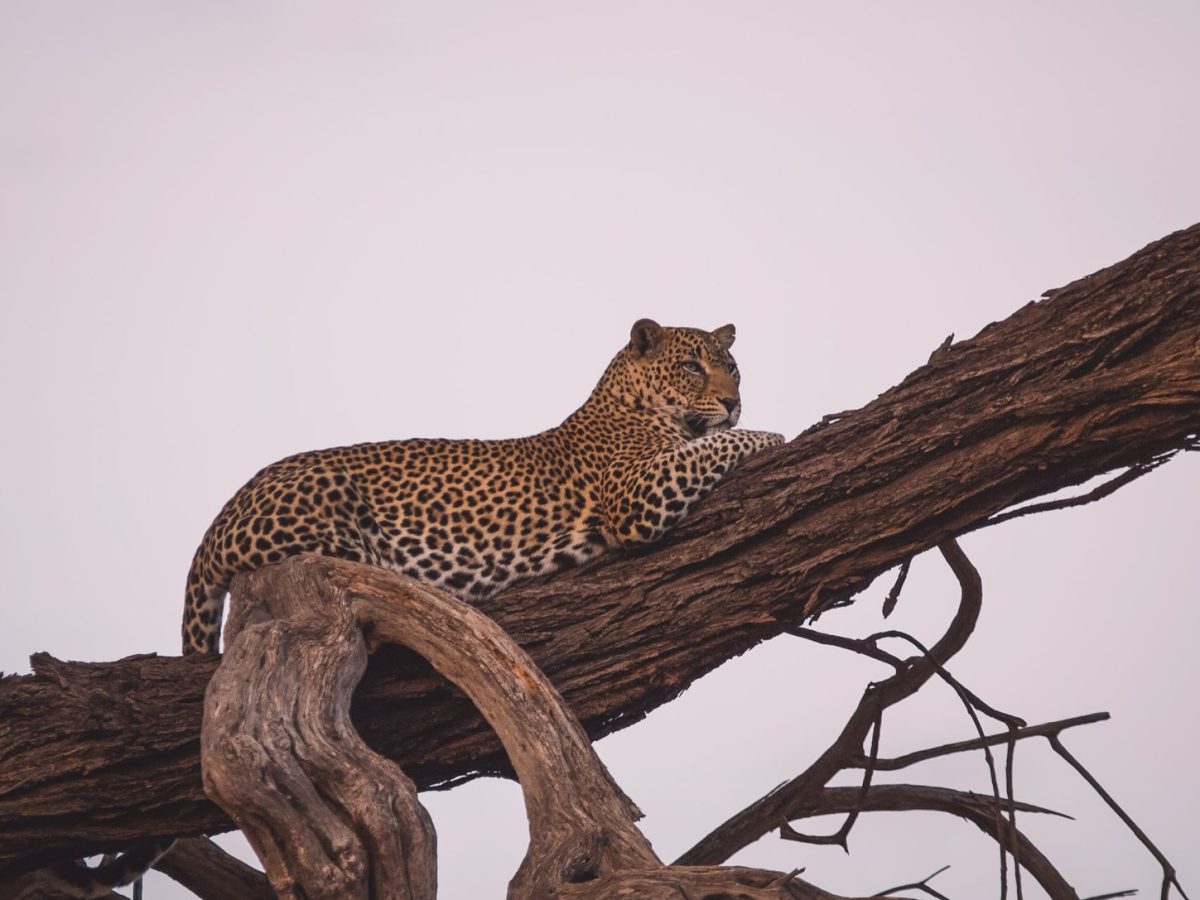 Observer la faune sauvage en Tanzanie : les bons réflexes de l&rsquo;affût