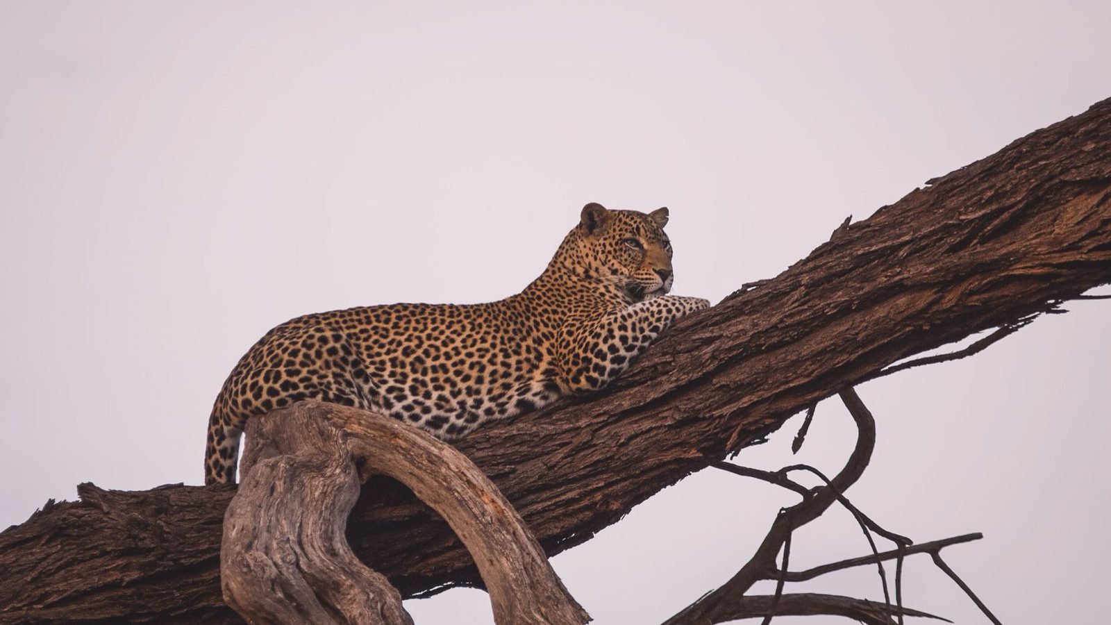 Observer la faune sauvage en Tanzanie : les bons réflexes de l'affût