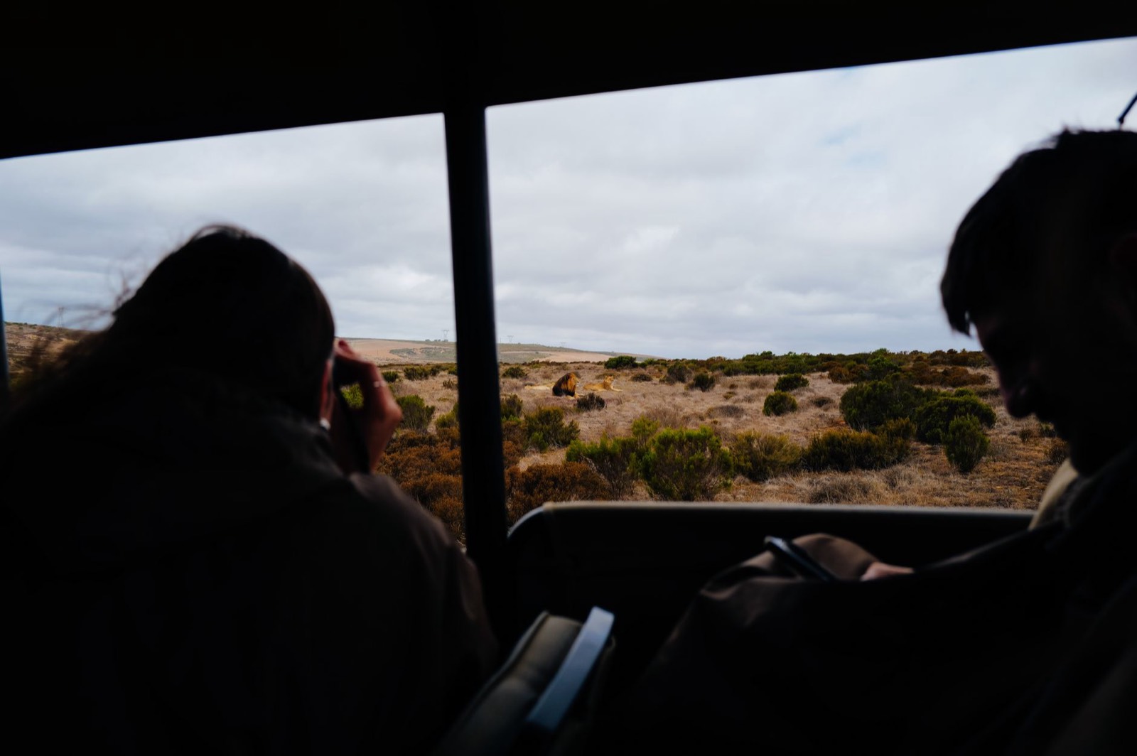 Touristes en safari observant la faune aux jumelles à l'aube depuis un véhicule